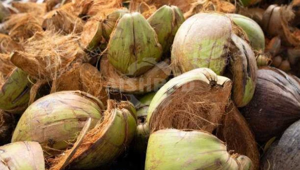 Torque for Shredder Machine to Crush Coconut Husk
