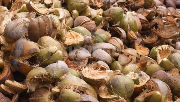 Coconut Shell Crusher Comparison: Twin Shaft Shredder vs Hammer Mill for Carbonization Preparation