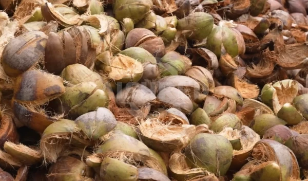 Coconut Shell Crusher Comparison: Twin Shaft Shredder vs Hammer Mill for Carbonization Preparation