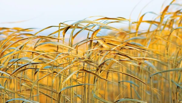 GD Series Double Shaft Shredder—Biomass Shredding Expert for Paddy Straw & Napier Grass