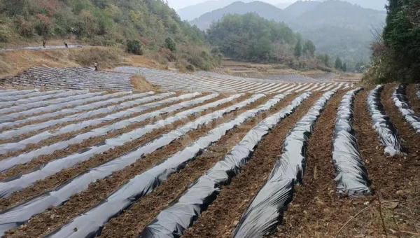 GEP ECOTECH's Innovative Solution Tackles Agricultural Film Recycling Challenges, Boosting Sustainable Agriculture