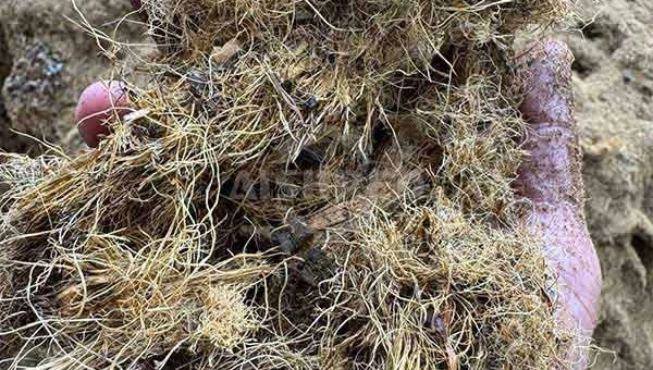 Wet Oil Palm Fiber Shredder from GEP ECOTECH