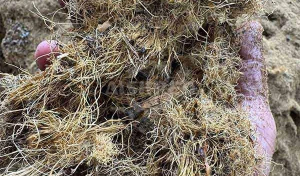 Wet Oil Palm Fiber Shredder from GEP ECOTECH