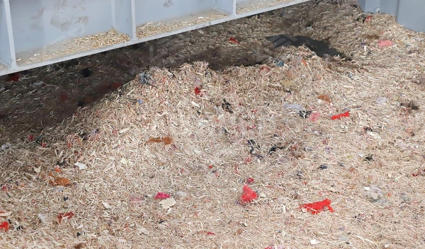 Advantages and Suggestions for Adding Wood Chips in the RDF Pellet Production Process