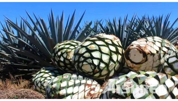 AIShred Shredders Play an Important Role in Converting Agave Waste into Solid Biofuels