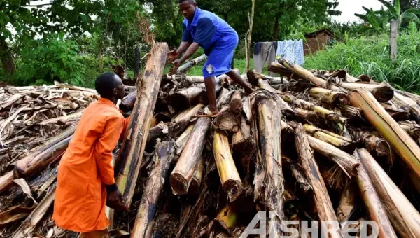 AIShred Organic Shredder Turn Banana Tree Waste into Values