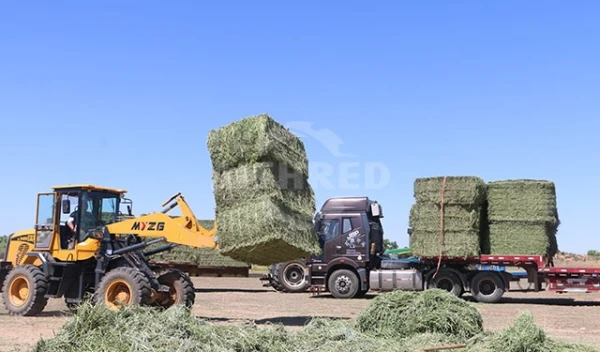 GEP ECOTECH Biomass Pelletization Lines: Your Custom Solution for High-Quality Biofuel Production